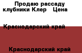 Продаю рассаду клубники Клер › Цена ­ 3 - Краснодарский край  »    . Краснодарский край